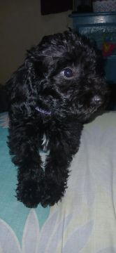 Filhote de Poodle