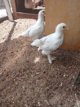 Pintainhos Brahma 