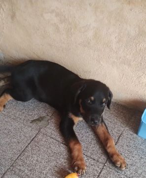 Filhote de cachorrinho