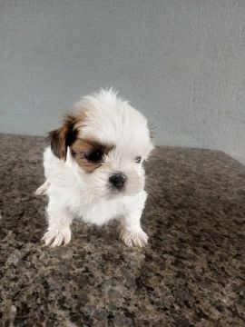 Shitzu macho disponível 
