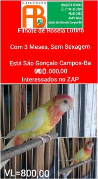 Disponível 