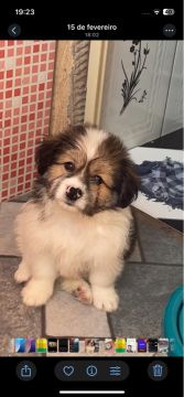 Filhote de cachorro disponível para adoção