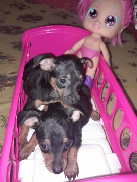 Dois filhotes de Pinscher