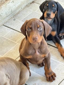 Dobermann filhotes
