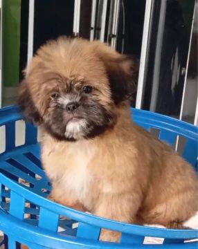 Shih tzu 