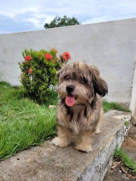 Fêmea Lhasa apso legítimo.