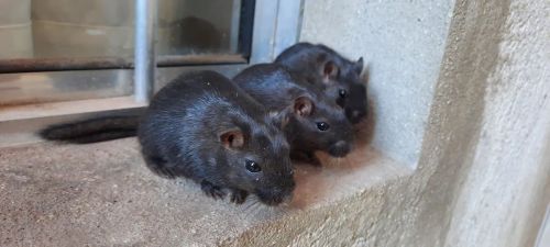 TRIOS DE GERBIL ESQUILO DA MONGÓLIA DISPONÍVEIS!!