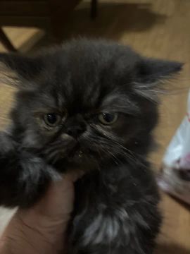Gatinho persa   Pelos longos 1 macho1 fêmea