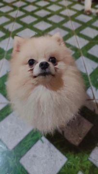 Spitz Alemão anão disponível 