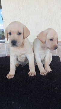 Labrador o parceiro perfeito para todas as avenidas da vida