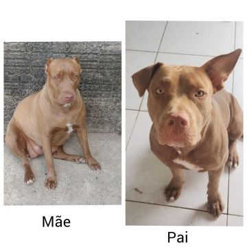 Filhotes de Pitbull