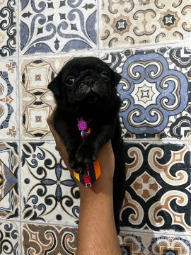 Pug filhote black 1350$
