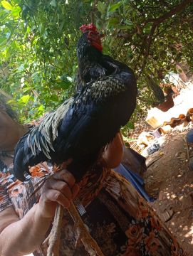 Galo índio
