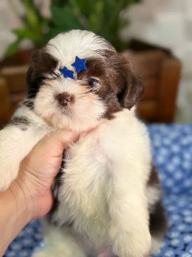 Shih-Tzu: Filhote Fêmea Cinza, Pequena, Fofo e Perfeita para Seu Lar!