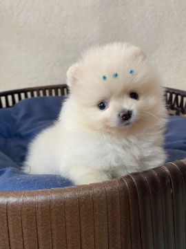 Spitz Alemão anao alto padrão 