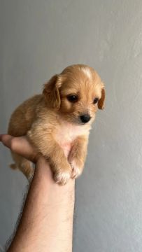 Filhotes de poodle (pais na última foto)