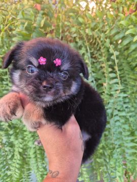 Chihuahua pelo longo - Fêmea - Pedigree 