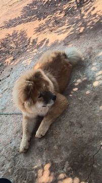 Chow-Chow lindo e dócil para cruzar  procura fêmea 
