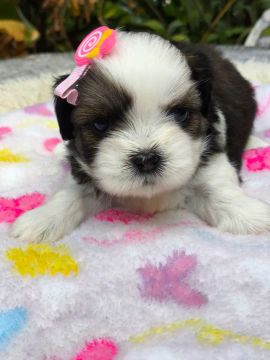 Filhote Shih Tzu Fêmea