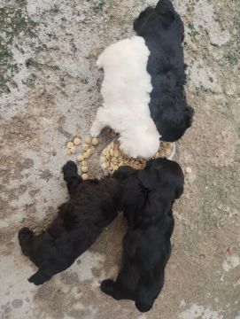 Filhotes de Poodle - Lindos e Brincalhões!