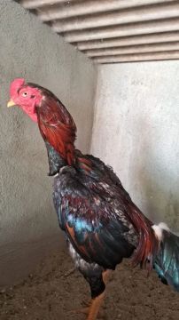 Galo