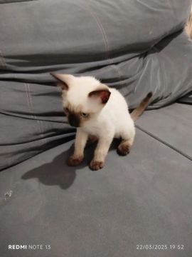 Gatinhos filhotes disponíveis para Adoção Responsável 