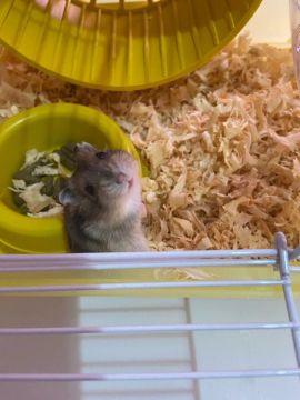 Hamster Anão Russo com gaiola
