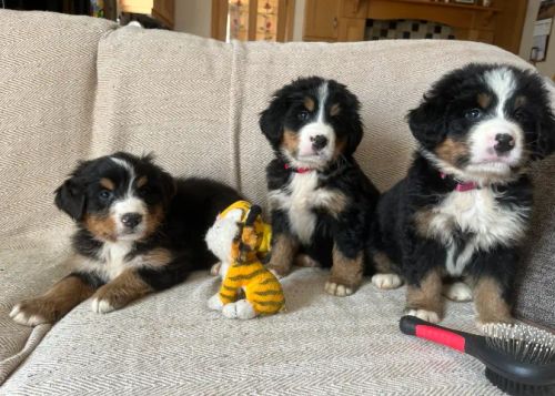 Bernese Mountain à pronta entrega