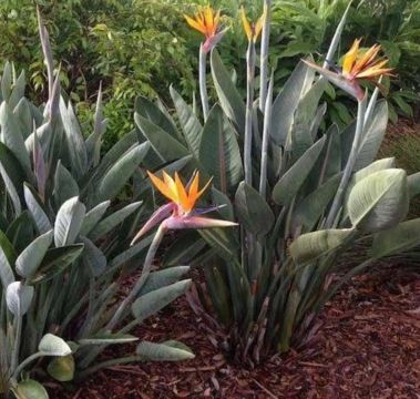 Plantas de Ave do Paraíso - Flores Exóticas