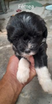 Filhote de Poodle 