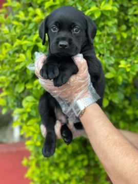 Seu cãompanheiro perfeito - labrador 