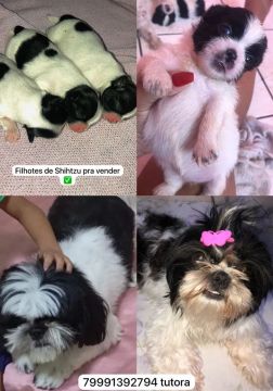 Filhotes Shih Tzu