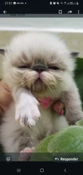 Gatinho Persa lindo e fofinho para venda