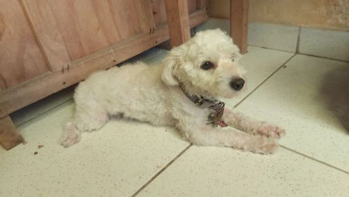 Poodle para adoção Frederico 
