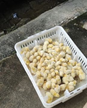 Pintinhos de um dia 
