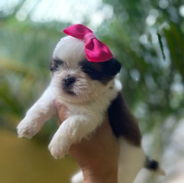Shih Tzu Filhote 