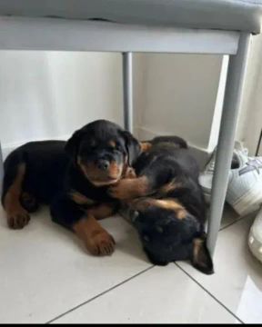 Dois filhotes de Rottweiler machos 43 dias 