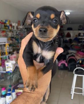 Filhote de Pinscher Miniatura