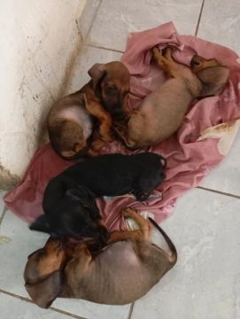 Filhotes de Dachshund Lindos