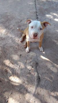 Vendo pitibull americano 