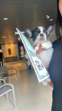 Filhote de Bulldog Francês