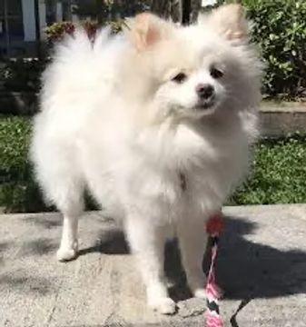 Vende-se Casal junto de Spitz Alemão