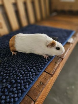 Porquinho da Índia 