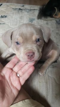 American bully tri lilac 