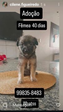 Filhote Fêmea para Adoção