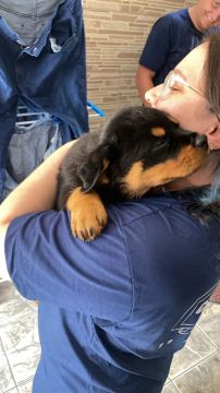 Rottweiler Gigantes e Leais