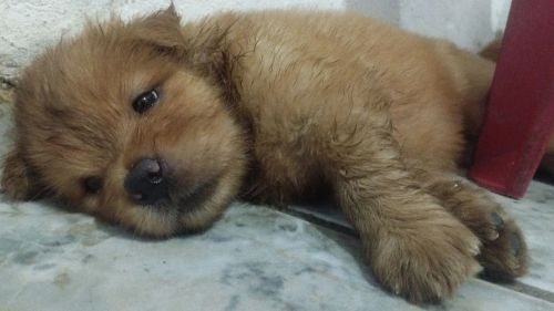 Filhotes de Chow Chow