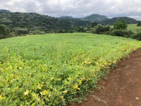Sítio com 5,04 Alq. com plantio Mec. em 3,50 Alq.