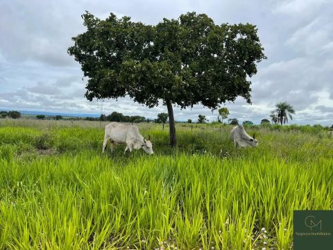 Fazenda em Jangada