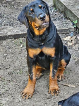 Rottweiler filhote
